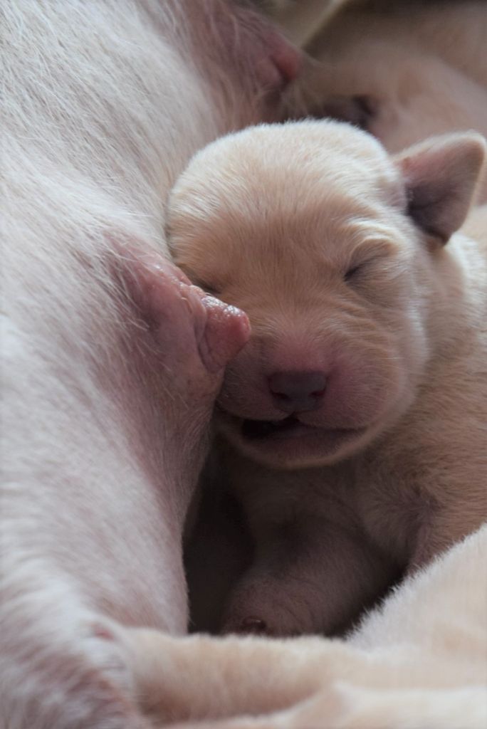 PHOTOS CHIOTS de PAT 15 premiers jours