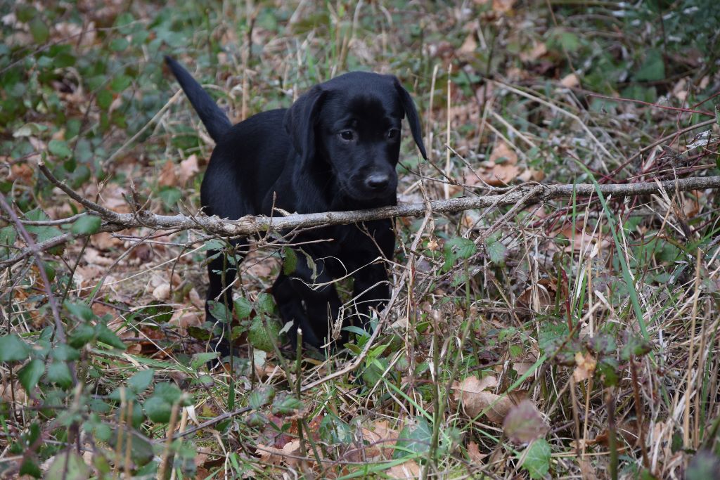les chiots à 2 mois et demi : découverte