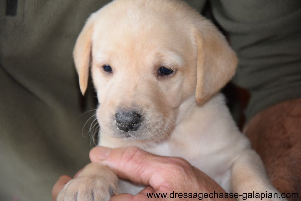 photos des chiots labradors 2019