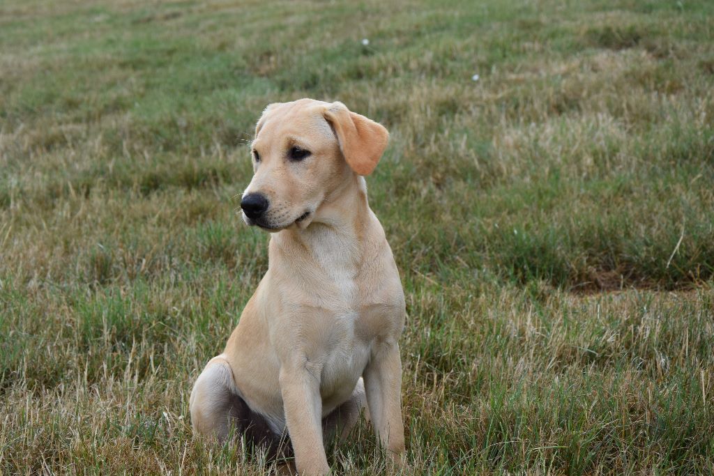 labrador de travail 4 mois