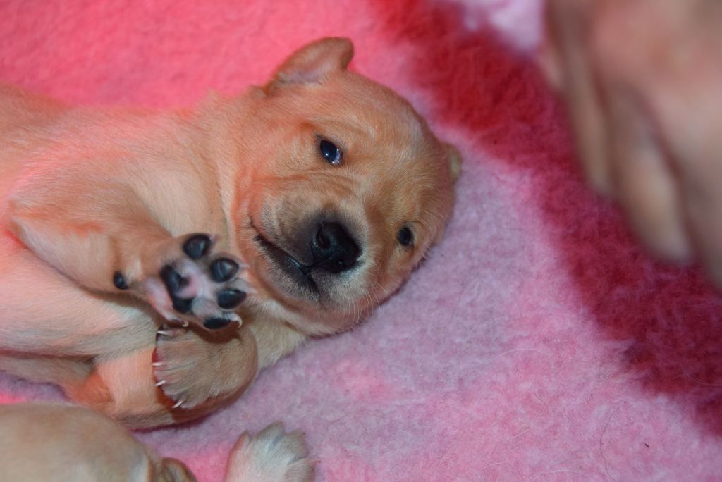 PHOTOS CHIOTS DE OLYMPE 3 semaines