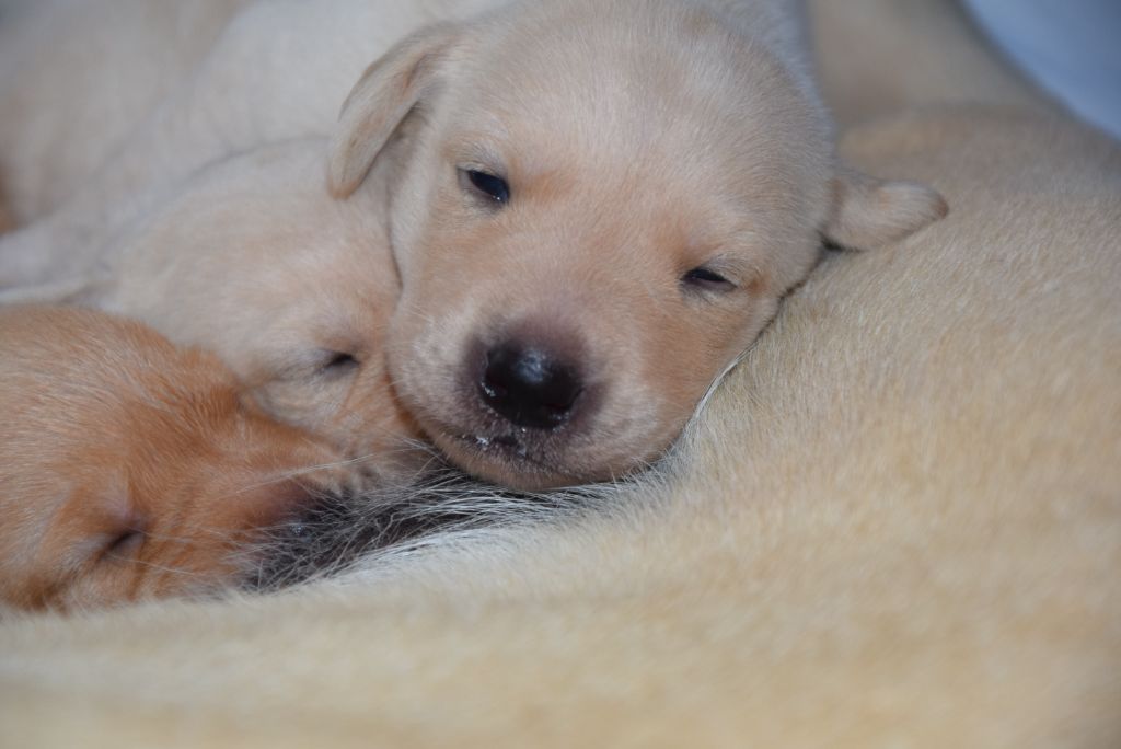 PHOTOS CHIOTS de PAT à 3 semaines